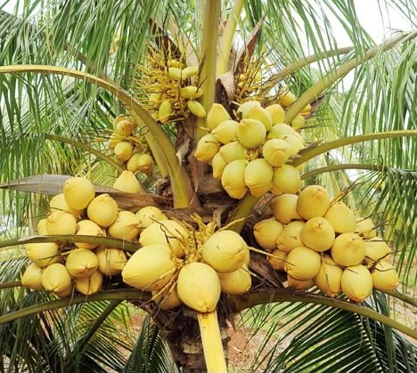 Malaysian Yellow Dwarf